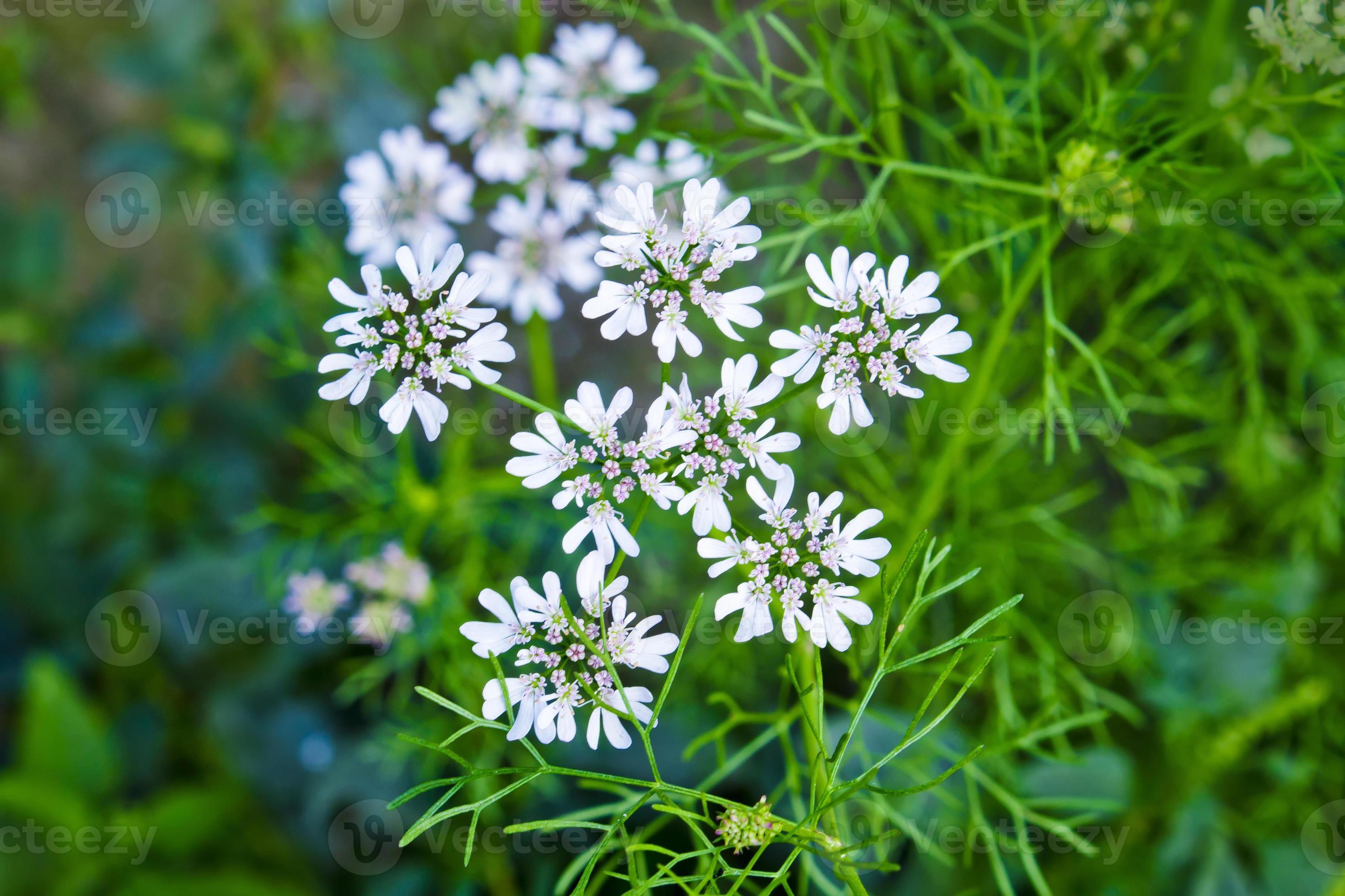 Cilantro flowers are blooming on the plant and that will produce