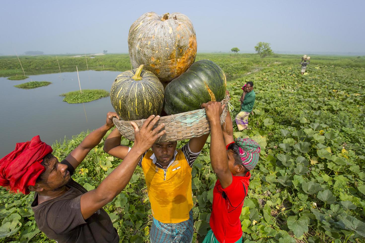Bangladesh March 04, 2018 Some local farmers are trying to carry some