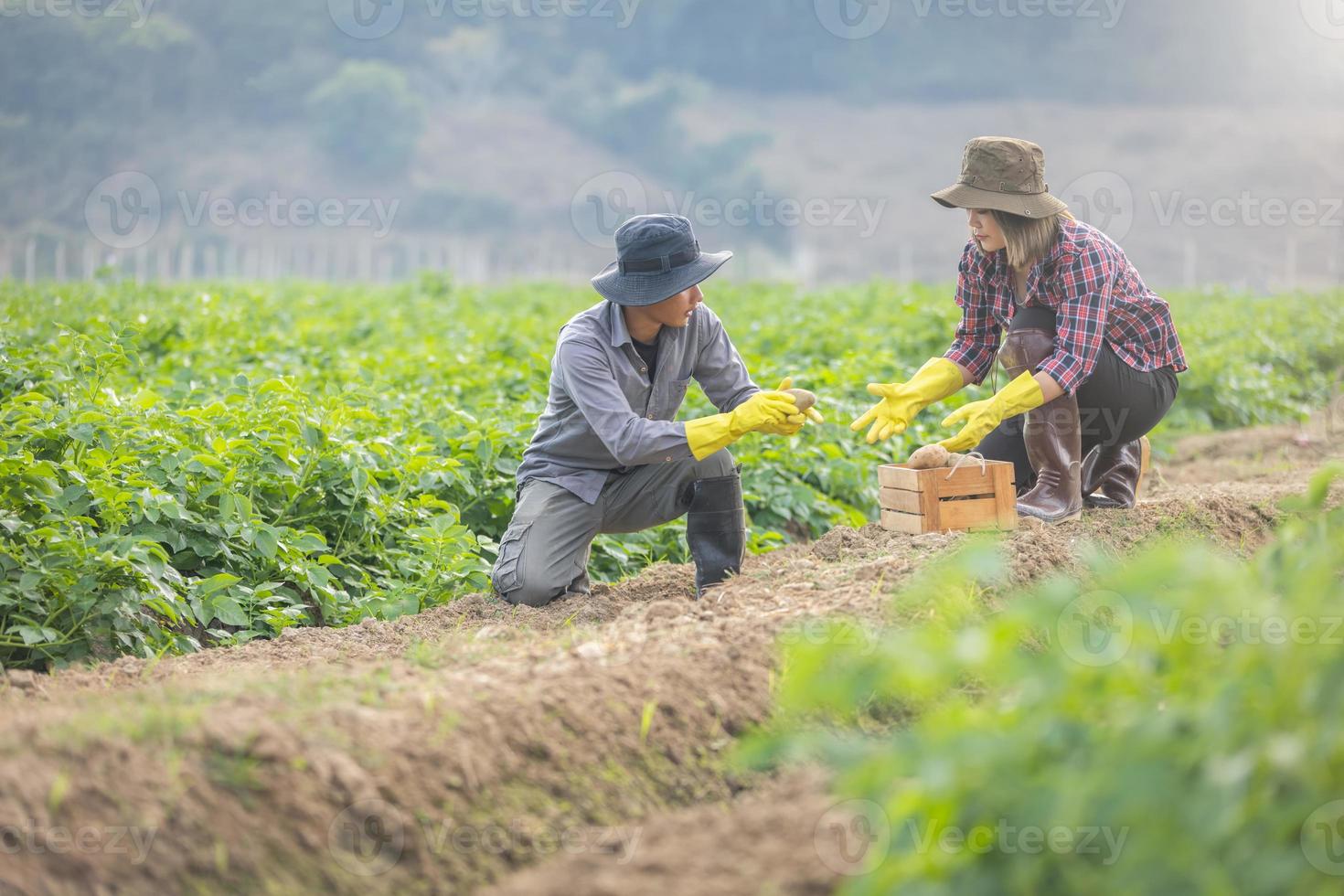 Two agronomists examining potato growth. Analyzing and recording data on laptop. Healthy food products. Agro-industrial sector structure study. photo