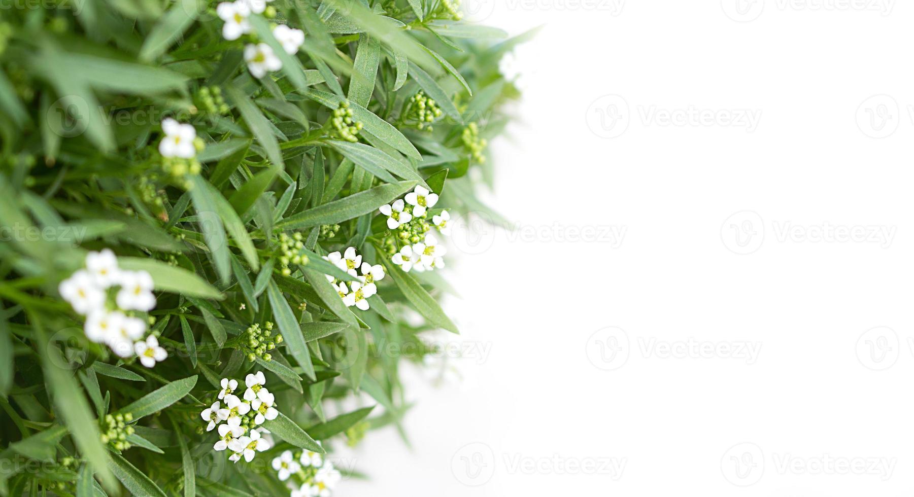 Blossom Alyssum maritimum, common name sweet alison , plant on white isolated background. Copy space photo