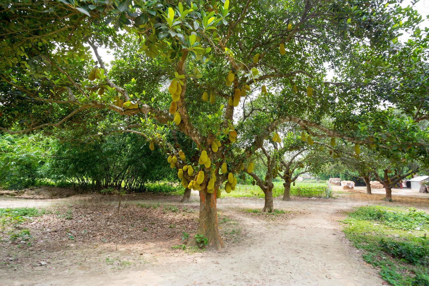 un grande escala de yacas colgando en el árbol. jaca es el nacional Fruta de bangladesh eso es un estacional verano hora fruta. foto