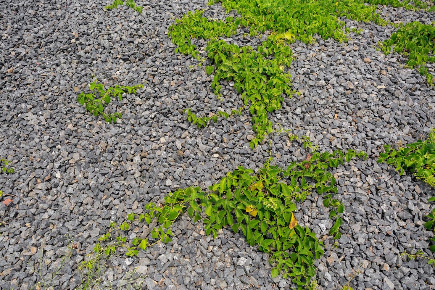 Life in the rocks. Wild small rocks and green vine plant living together. photo