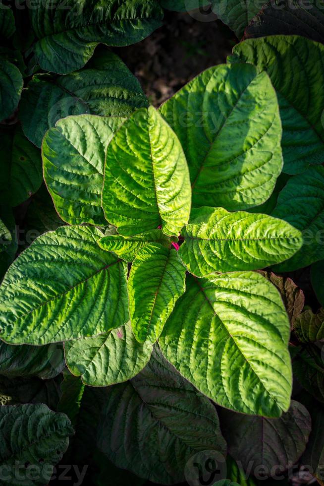 Natural Green leaf background photo