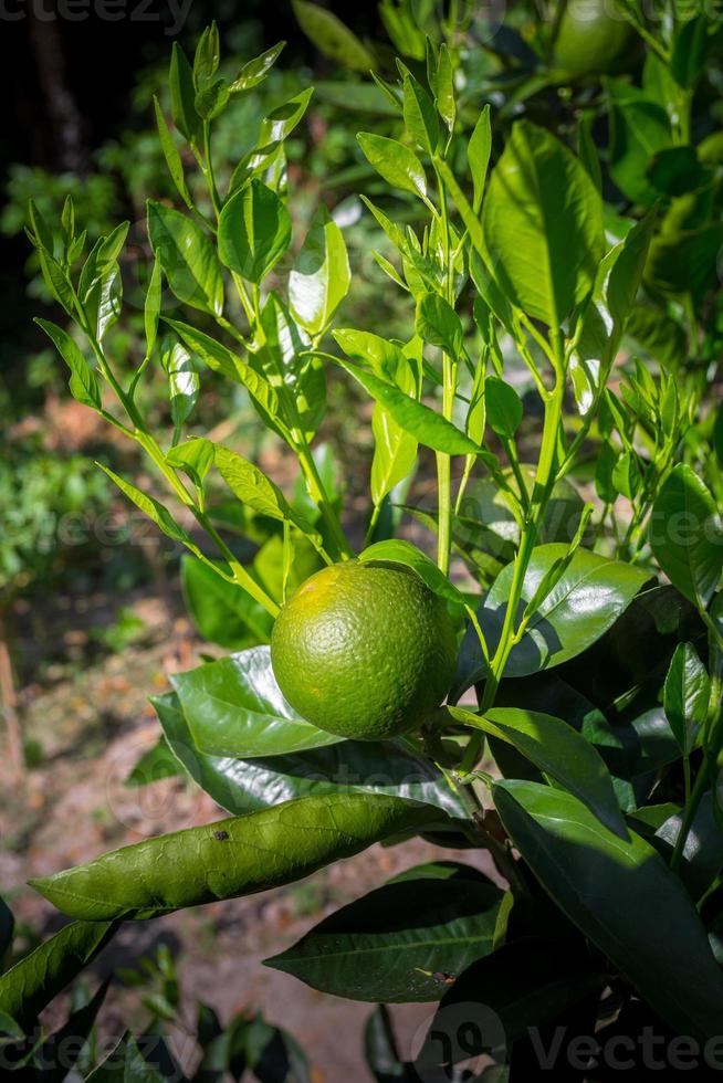 Green Malta Citrus, Bare 1 Sweet Malta Fruit hanging on tree in Bangladesh. photo