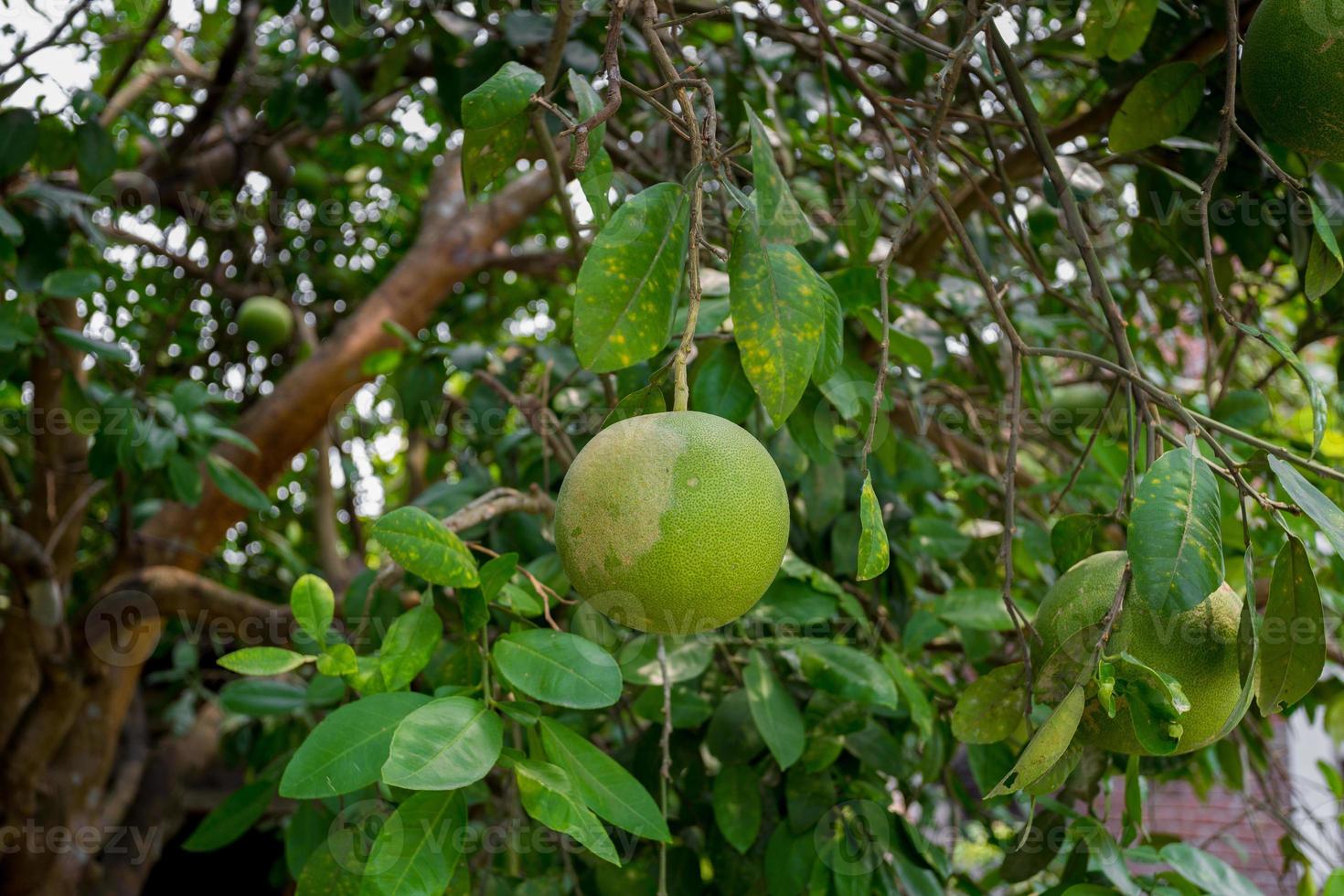 un verde pomelo Fruta colgando en el árbol. además llamada verde pomelo. foto