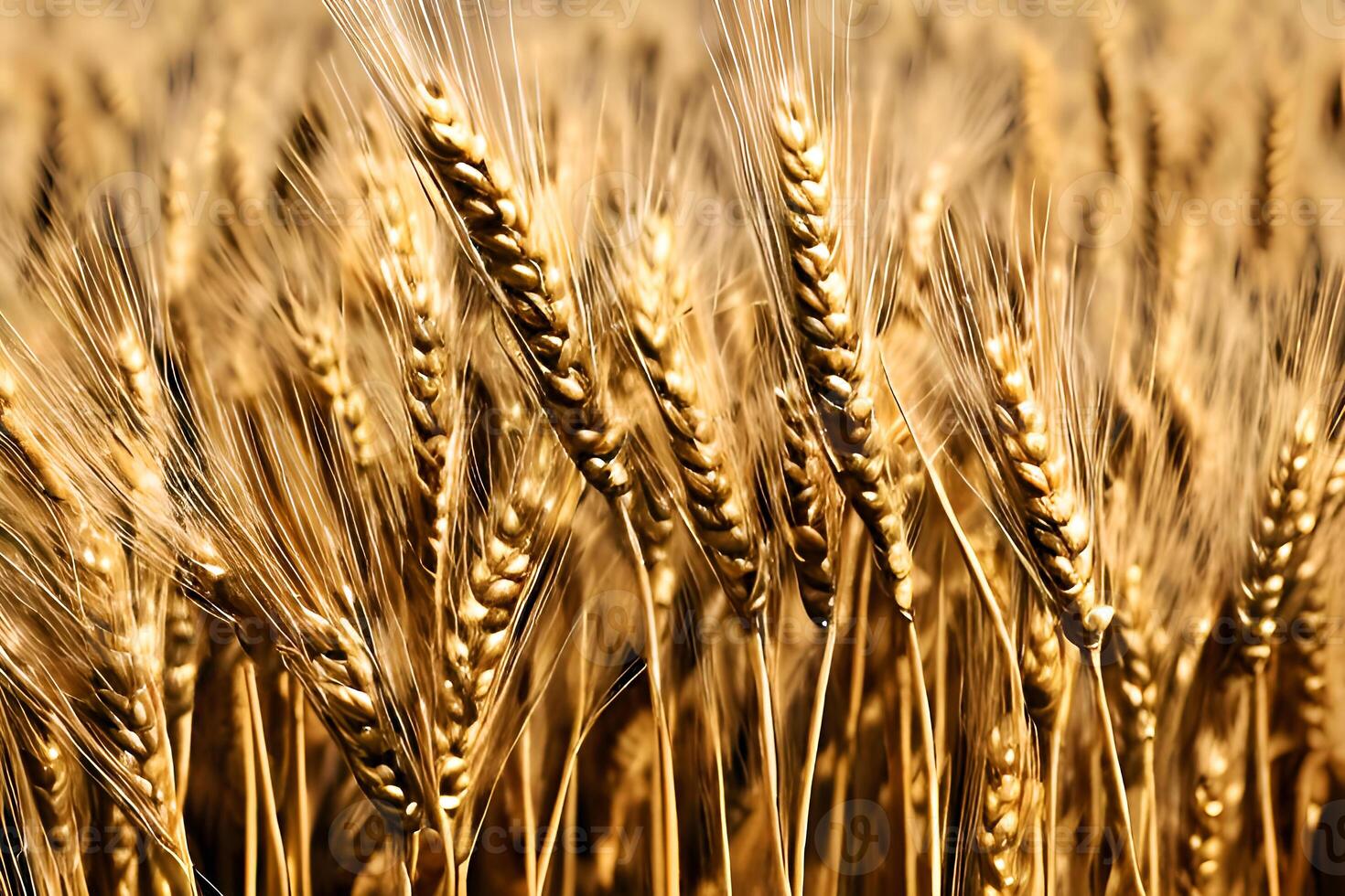 Closeup Golden Wheat field, photo