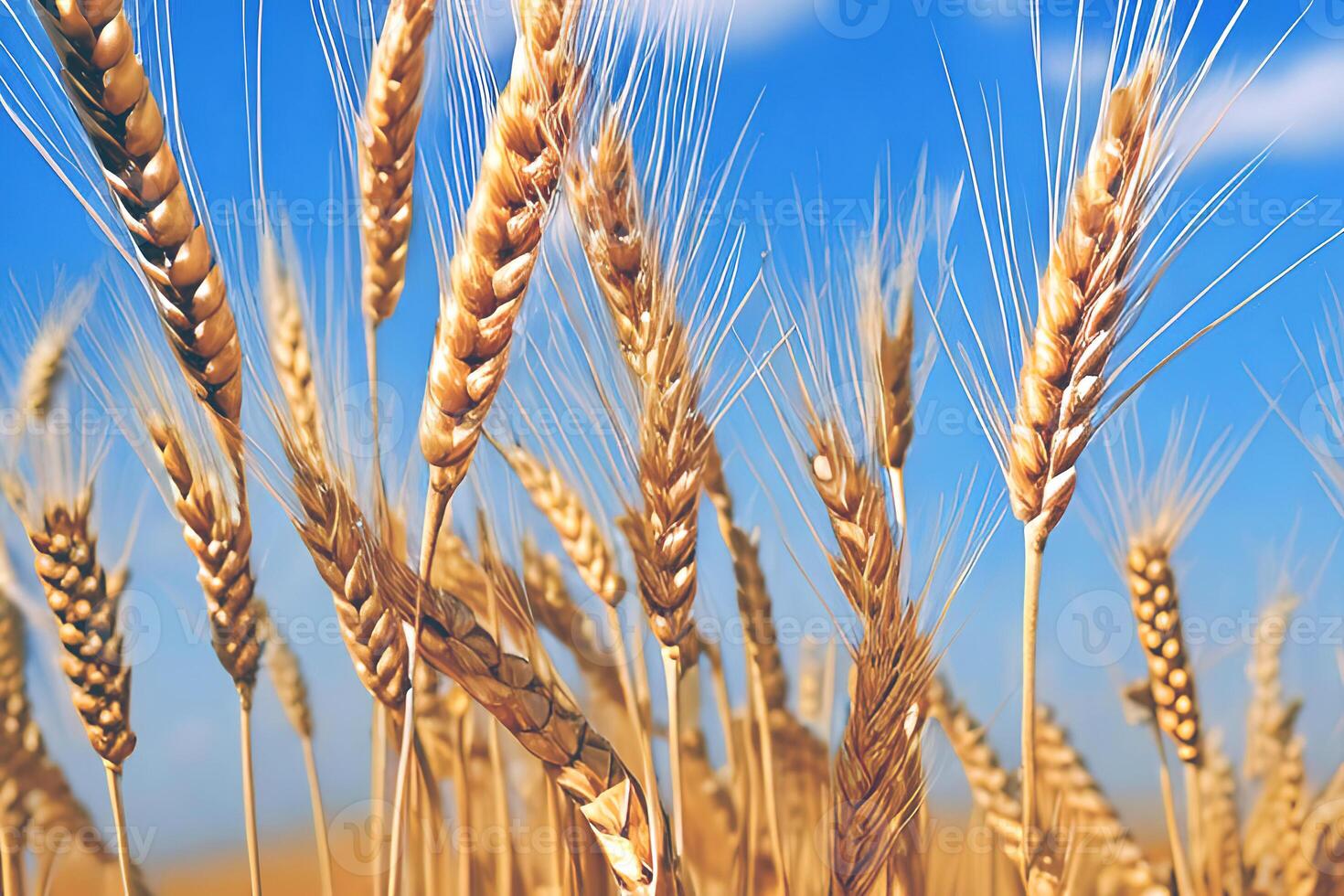 Closeup Golden Wheat field, photo