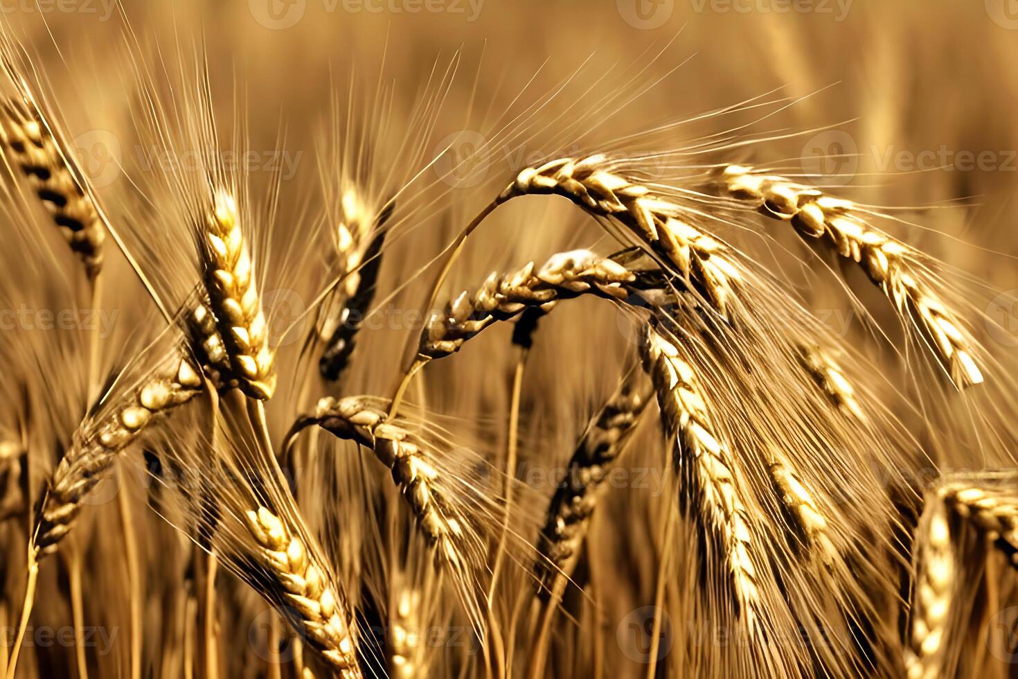Closeup Golden Wheat field, photo
