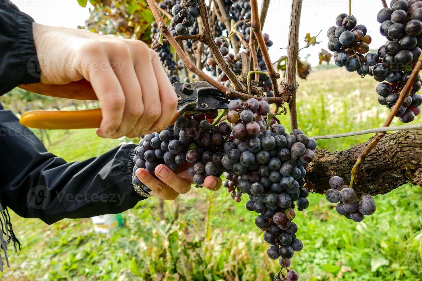 Red wine grapes photo