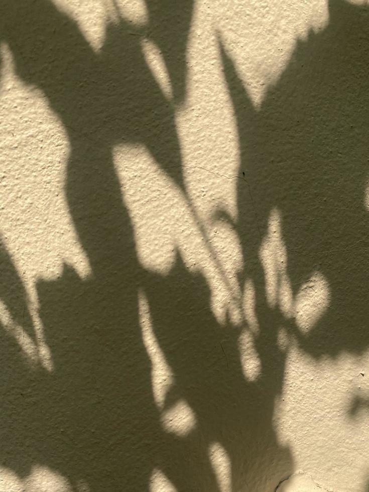 Leaves shadow background on concrete wall texture, leaves tree branches shade photo