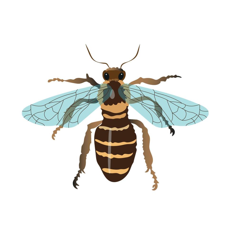 Vector illustration of a honey bee on a white background. View from above