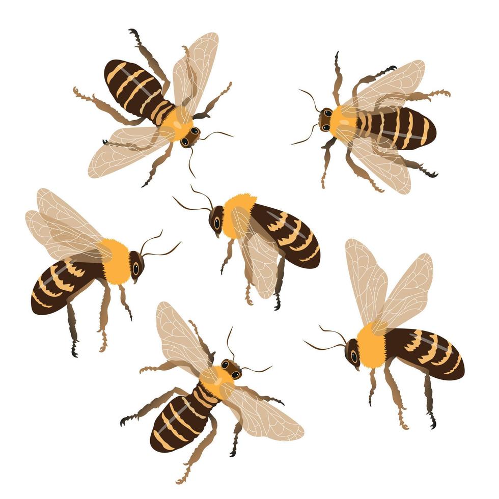 conjunto de miel abejas en un blanco antecedentes desde diferente lados vector dibujos animados, miel abeja icono.