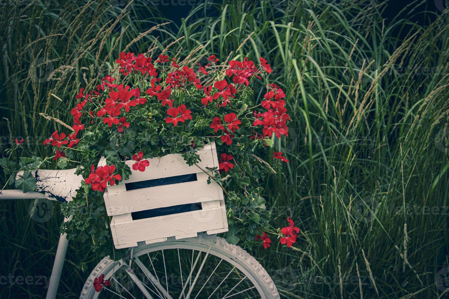 bicycle decorated with red geraniums decoration in the garden photo