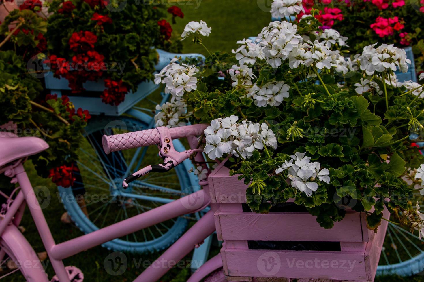 bicycle decorated with red geraniums decoration in the garden photo