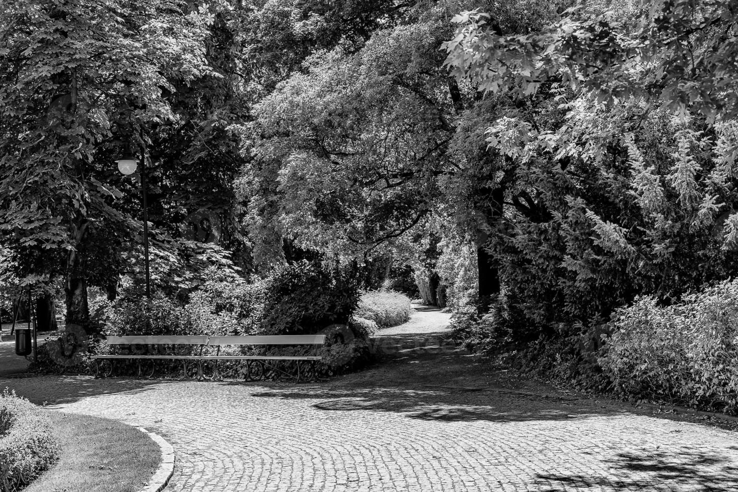 summer landscape on a sunny day park garden Warsaw Poland path, tree photo