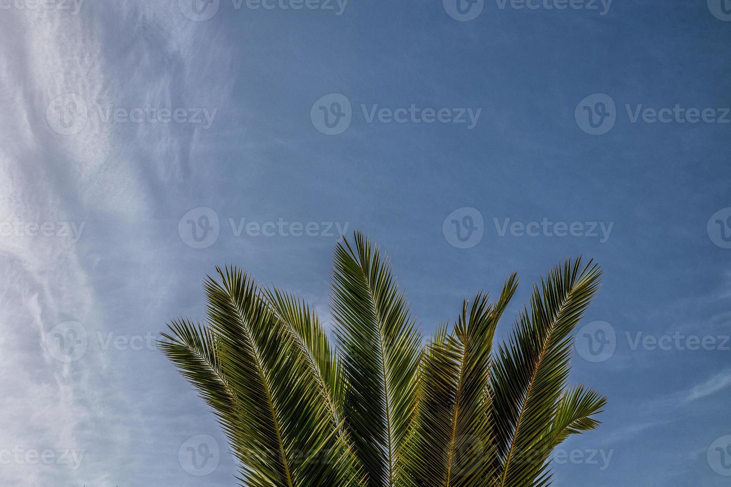 natural background green palm leaves against the blue sky photo