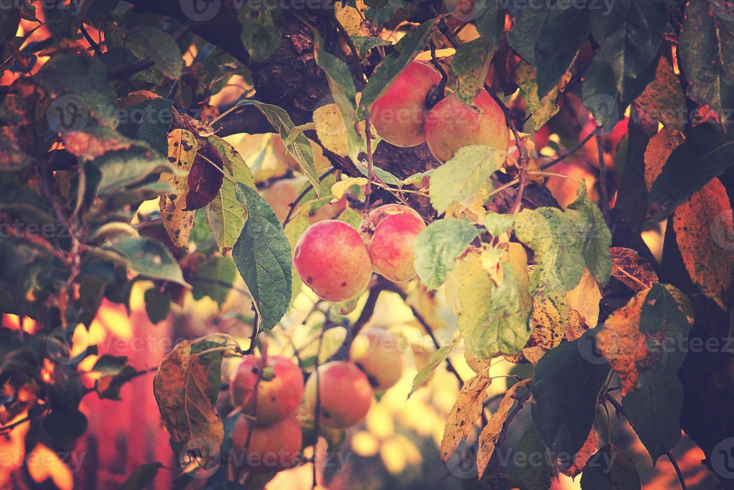 juicy tasty red apples on an autumn branch of apple tree in the warm sun photo