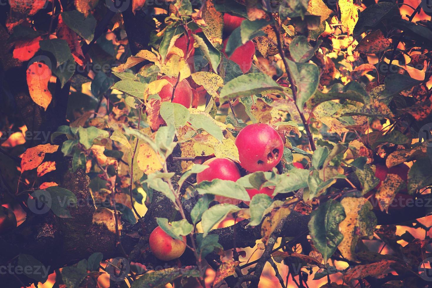 jugoso sabroso rojo manzanas en un otoño rama de manzana árbol en el calentar Dom foto