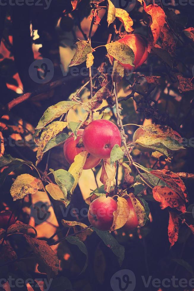 jugoso sabroso rojo manzanas en un otoño rama de manzana árbol en el calentar Dom foto