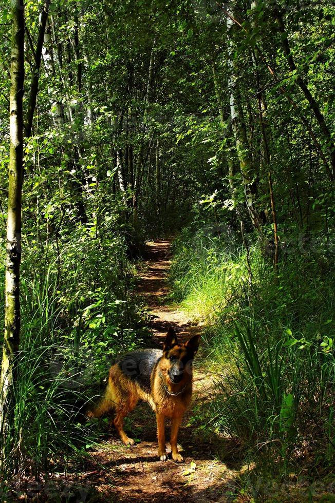 primavera país la carretera mediante un verde bosque foto