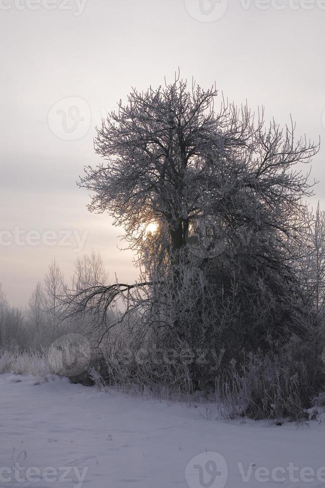 serene pastel winter morning with white snow and black trees and the sun piercing through the clouds in the sky photo