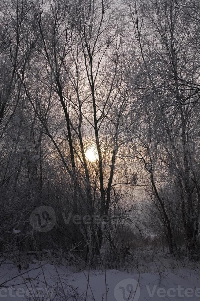 serene pastel winter morning with white snow and black trees and the sun piercing through the clouds in the sky photo