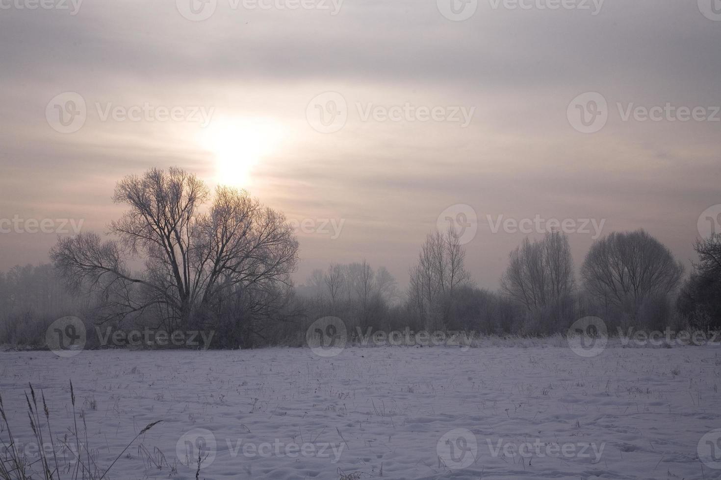 serene pastel winter morning with white snow and black trees and the sun piercing through the clouds in the sky photo
