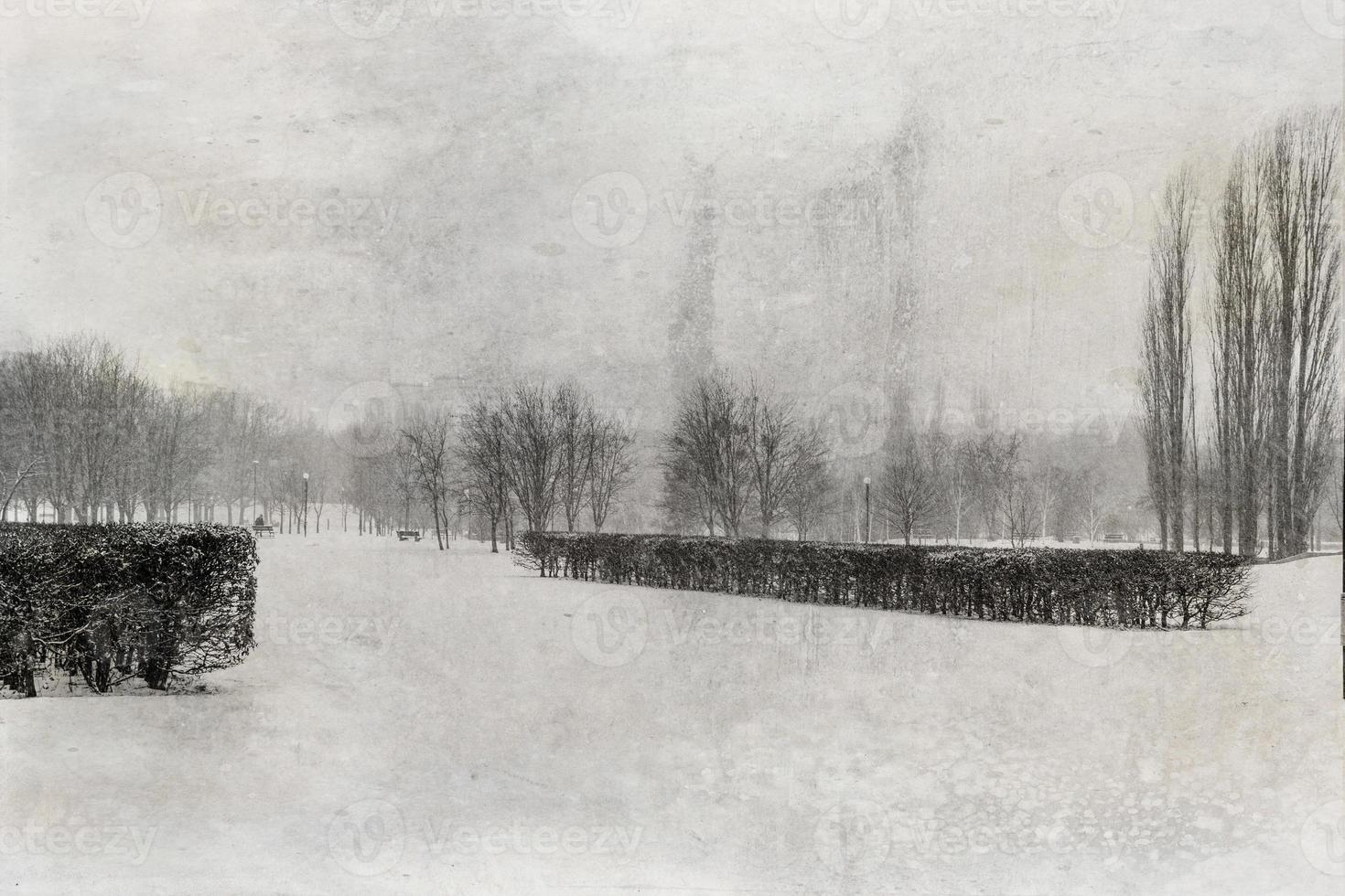 triste invierno blanco negro paisaje con arboles en el nieve en enero foto