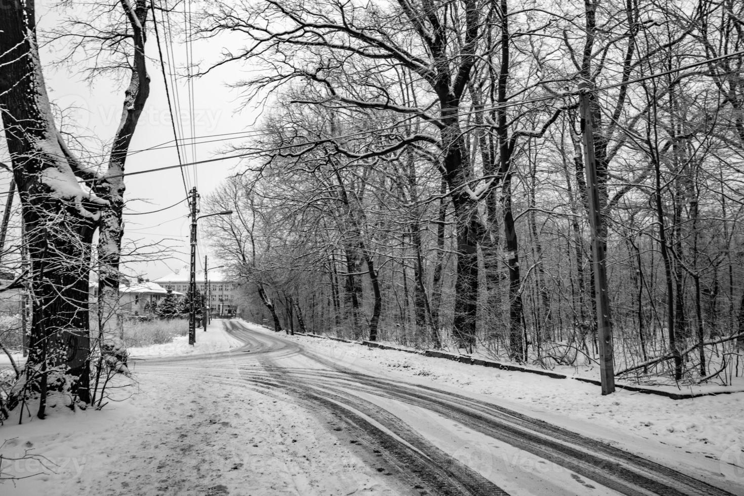 sad winter white-black landscape with trees in the snow in January photo