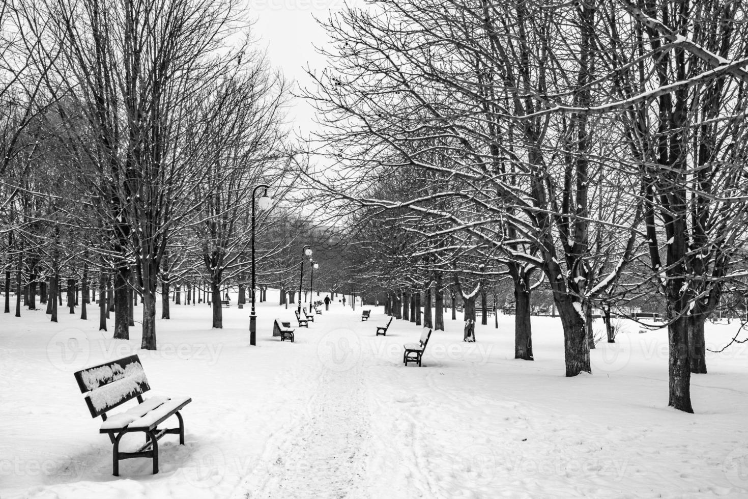 sad winter white-black landscape with trees in the snow in January photo