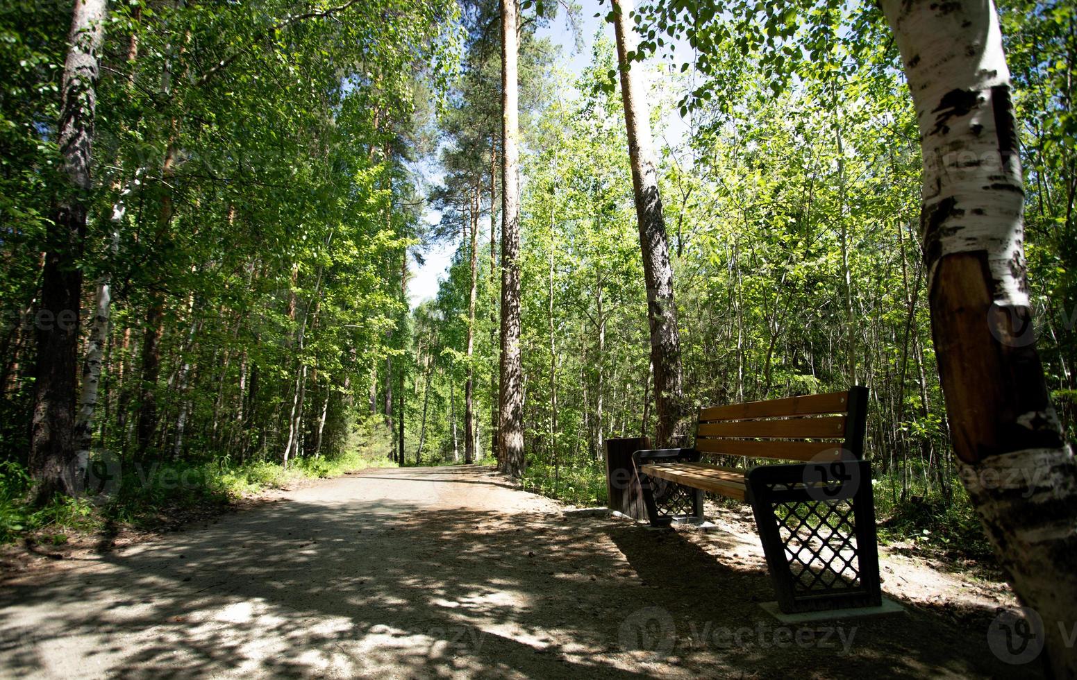Wooden bench near pathway in shadow of trees summer forest park in sunny day. photo