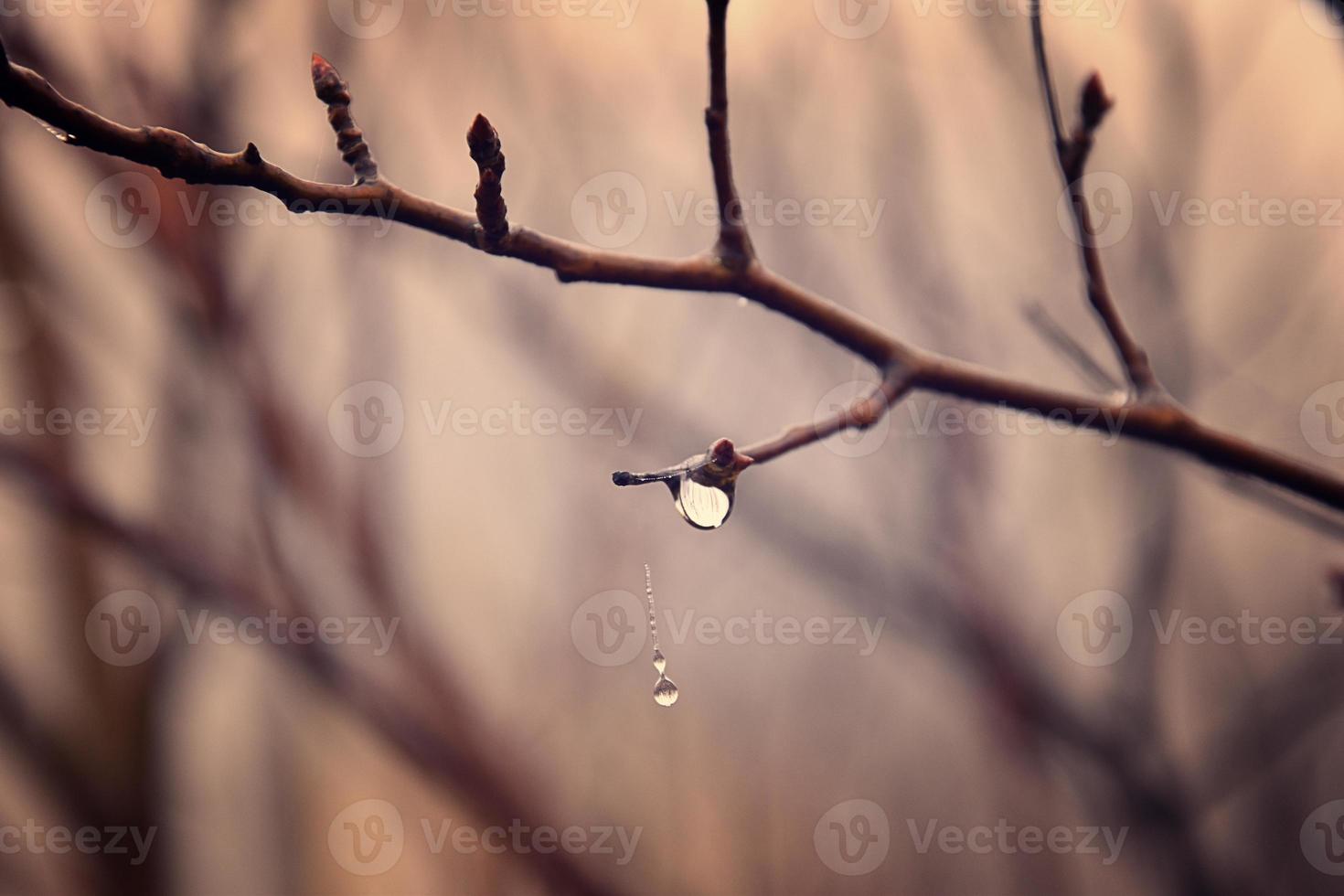 lonely leafless tree branches with drops of water after a November cold rain photo