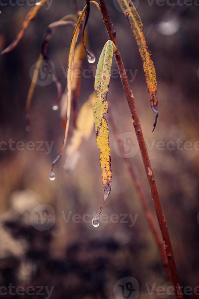 lonely leafless tree branches with drops of water after a November cold rain photo