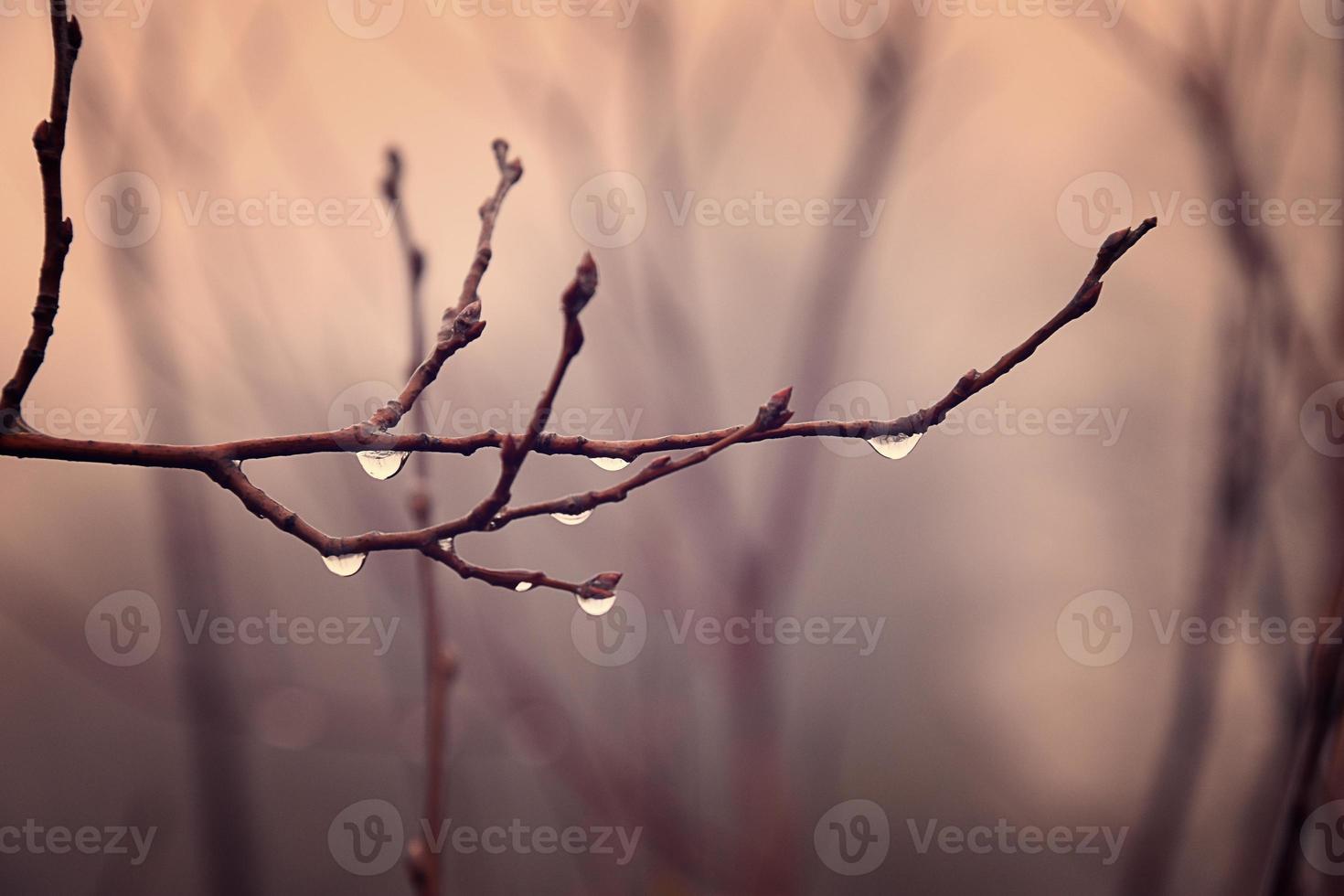 solitario sin hojas árbol ramas con gotas de agua después un noviembre frío lluvia foto