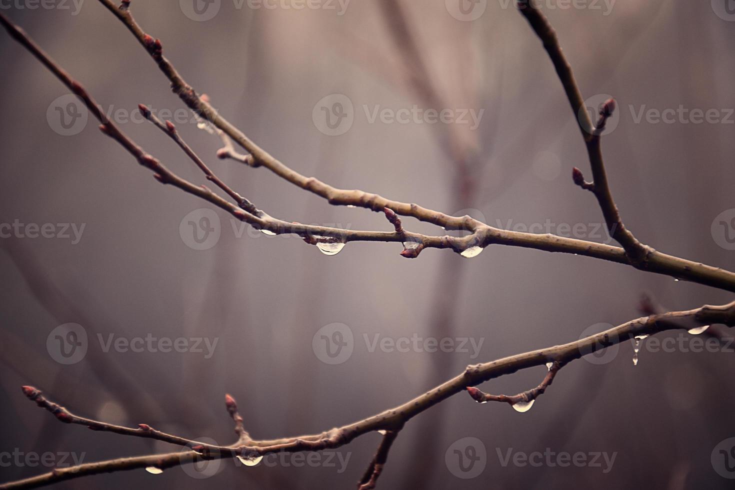 lonely leafless tree branches with drops of water after a November cold rain photo