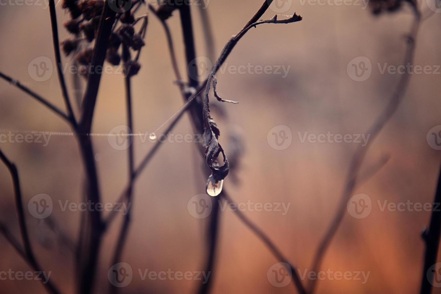 lonely leafless tree branches with drops of water after a November cold rain photo