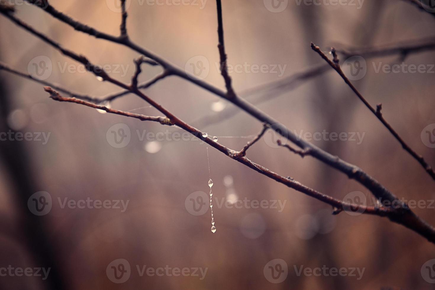 lonely leafless tree branches with drops of water after a November cold rain photo