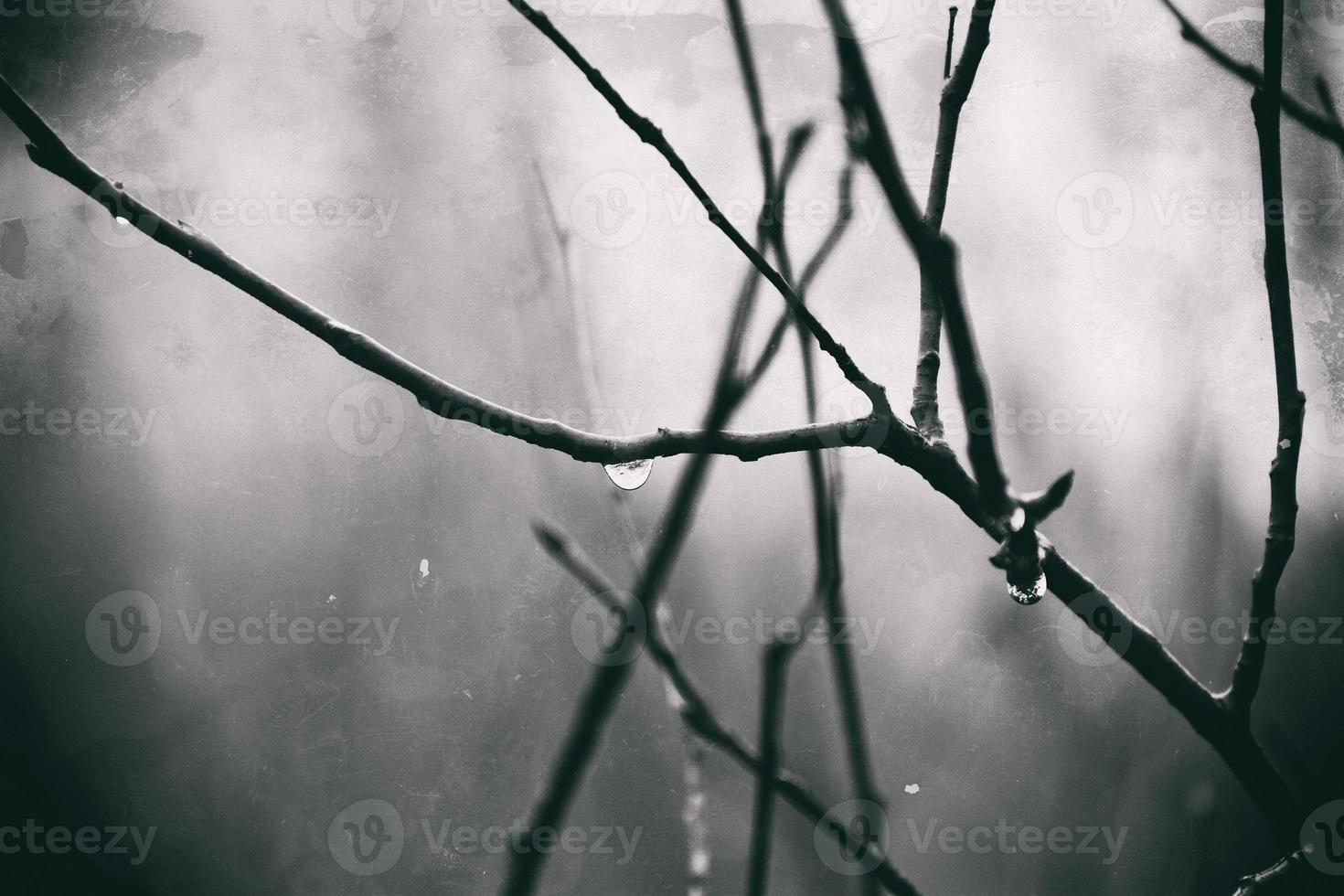 lonely leafless tree branches with drops of water after a November cold rain photo