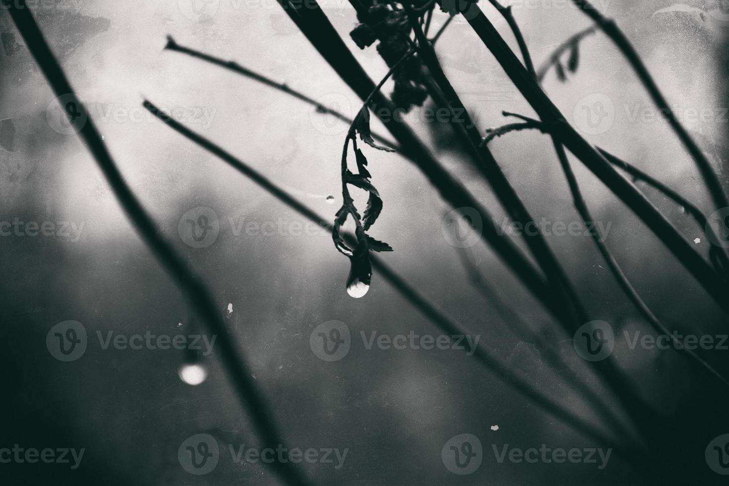 lonely leafless tree branches with drops of water after a November cold rain photo