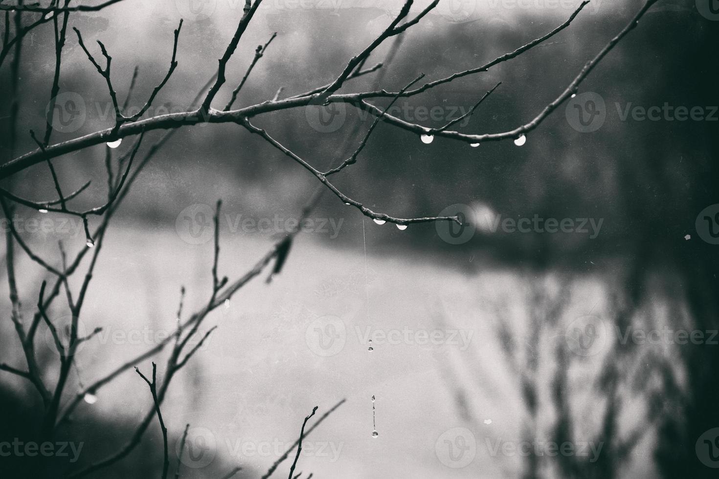 lonely leafless tree branches with drops of water after a November cold rain photo