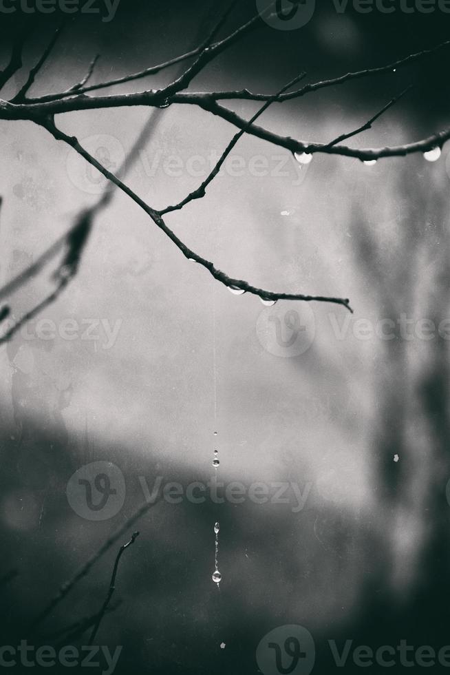 solitario sin hojas árbol ramas con gotas de agua después un noviembre frío lluvia foto