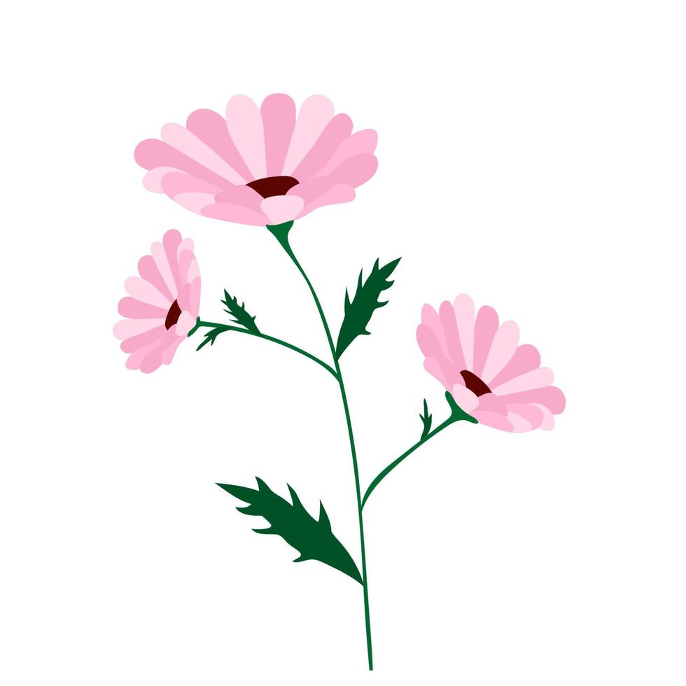 Pink daisy or chamomile flowers on white. Clipart. vector