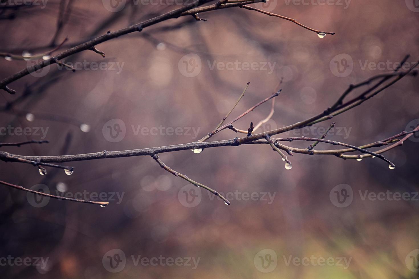 lonely leafless tree branches with drops of water after a November cold rain photo