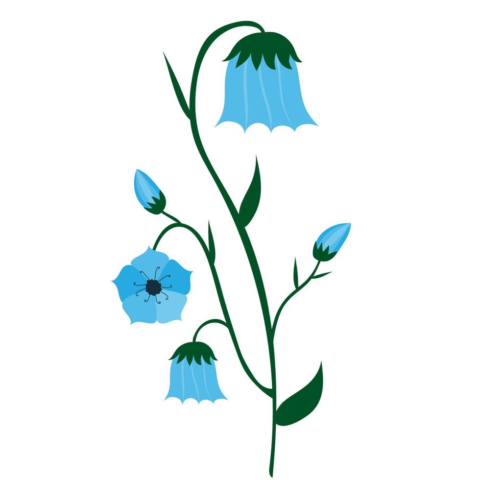 Bluebell flower on white background. fairy flowers, witches thimbles, cuckoo's boots clip art vector