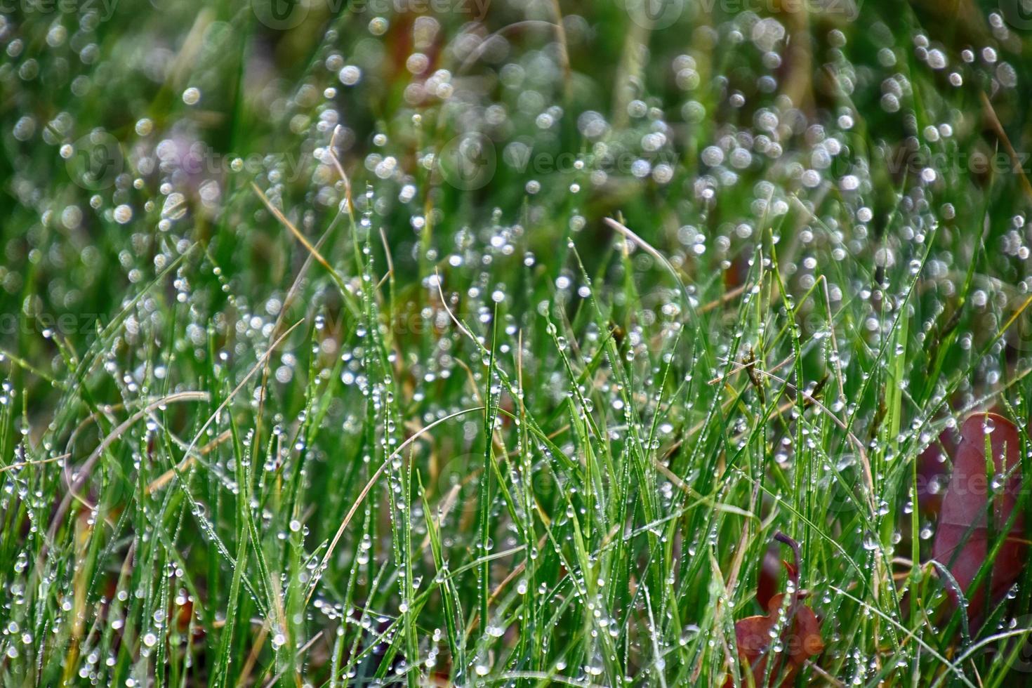 spring background with young grass blades in drops of morning dew in the warm sun photo