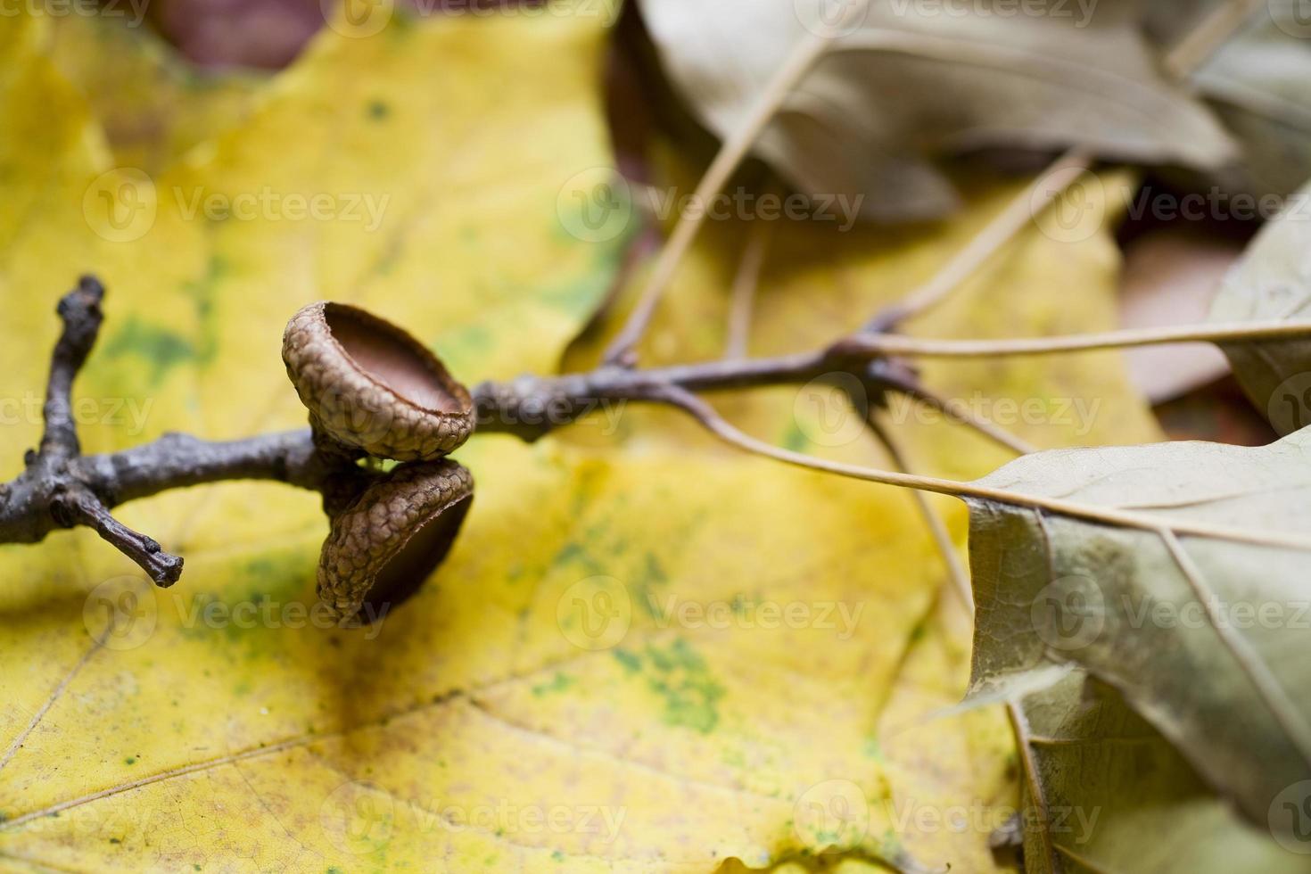 background with autumn colored maple leaves photo