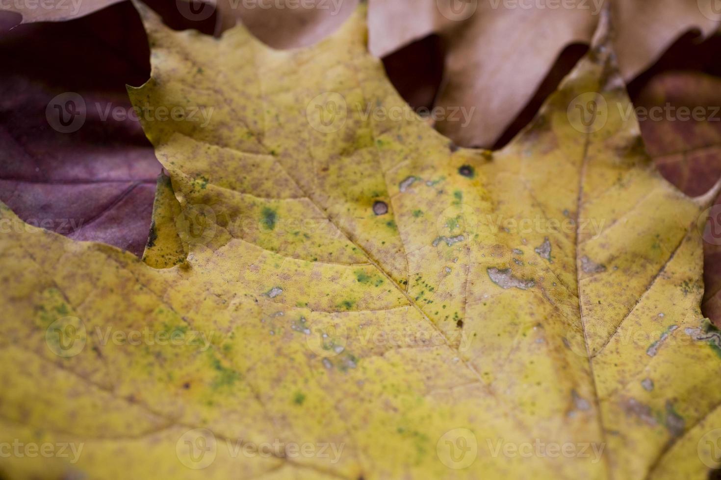 antecedentes con otoño de colores arce hojas foto