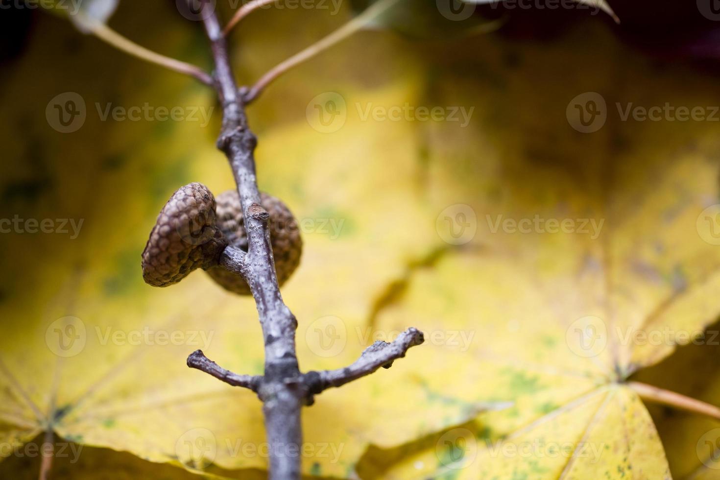 background with autumn colored maple leaves photo