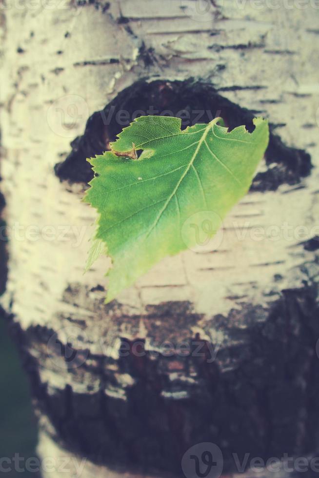 green birch leaf against the background of a tree trunk in close-up photo