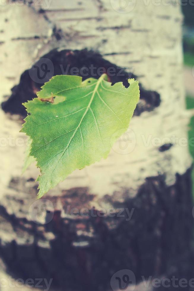 green birch leaf against the background of a tree trunk in close-up photo